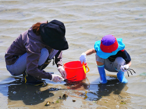 Digging for clams is a spring activity in Japan