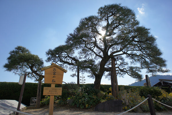 The Pine of Omiya in Atami