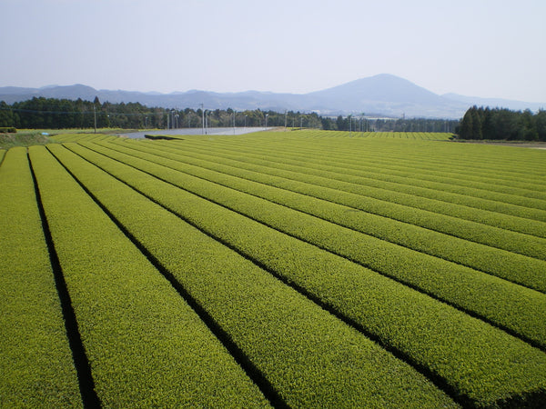 Tea fields in Kagoshima, Kyushu