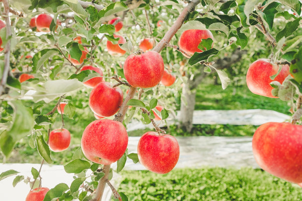 Apples in an apple farm in Aomori