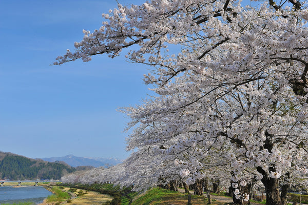 Yoshino cherry blossoms in Kakunodate