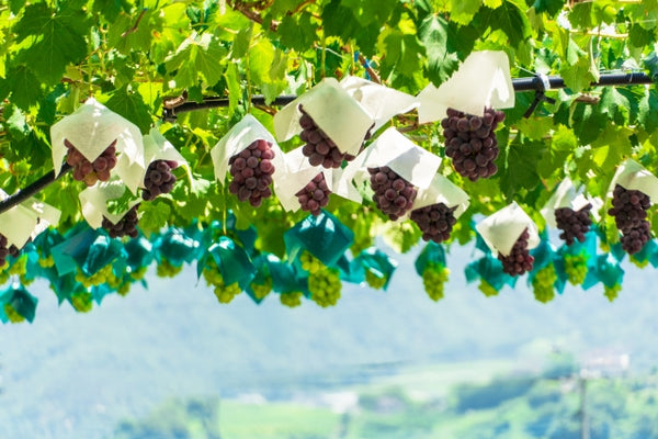 Kyoho grapes in a vineyard