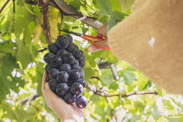 Harvesting kyoho grapes
