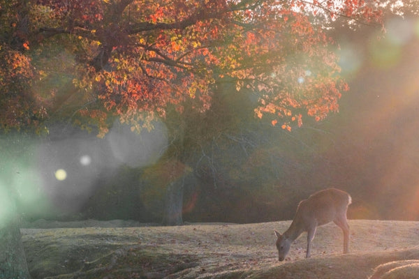 Deer in Nara Park in autumn