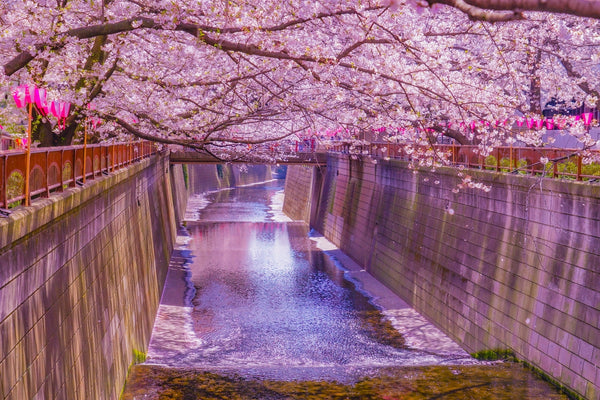 Sakura trees along the Meguro River.
