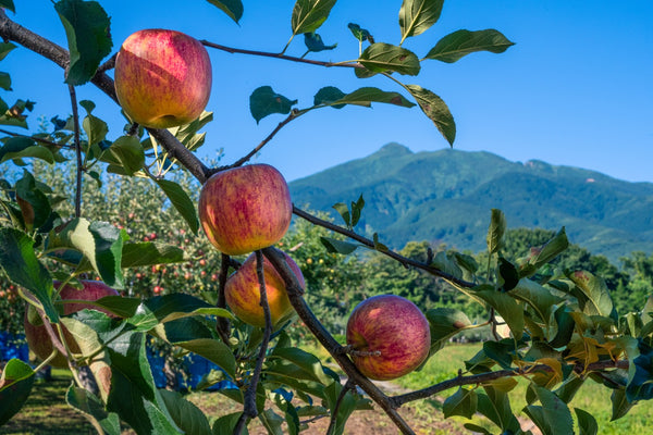 Aomori apples