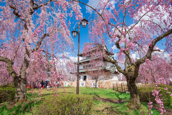 Weeping cherry blossoms in Hirosaki Castle Park