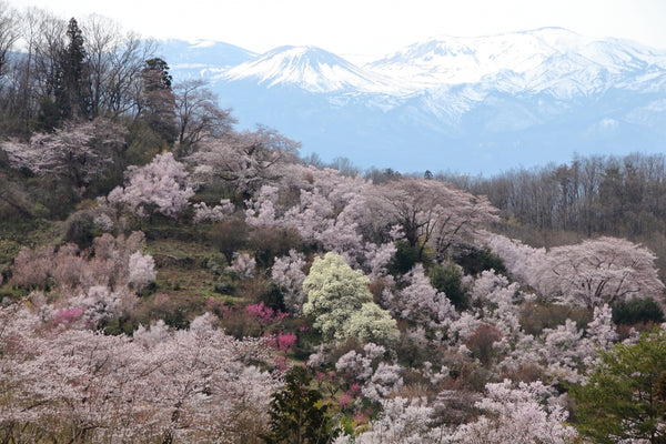 Blooming trees in Hanamiyama Park in Fukushima