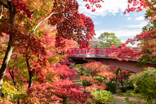 Red bridge in autumn in Japan