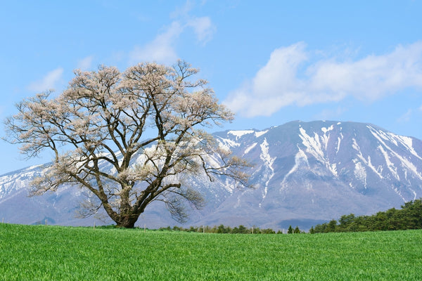 The famous lone sakura tree in Koiwai Farm, Iwate Prefecture