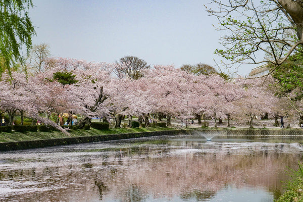Cherry blossoms in Tsuruoka Park