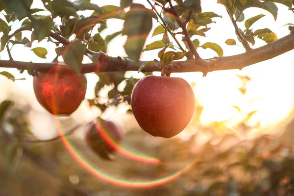 Red Apples from Aomori, Japan