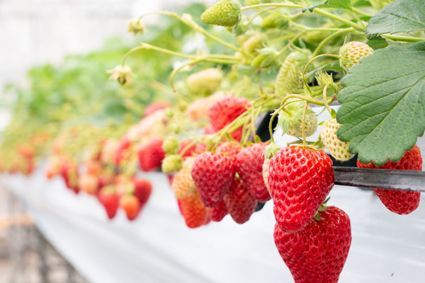 Strawberries in a strawberry greenhouse farm