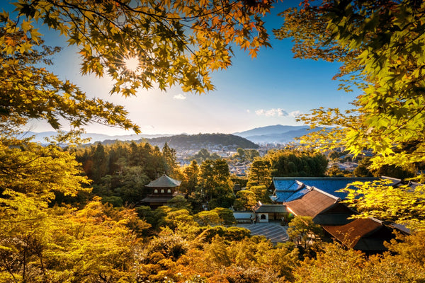 Yellow autumn in Kyoto