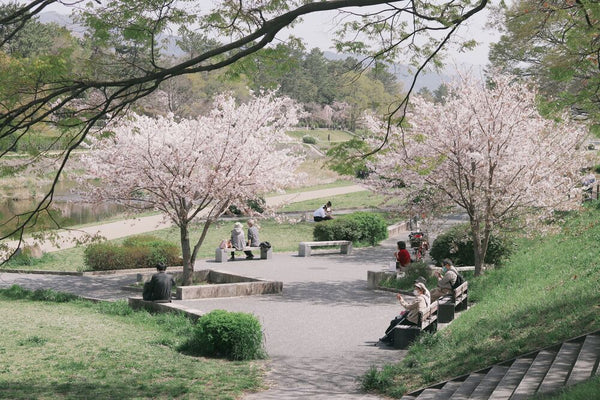 Cherry blossoms in a park in Japan