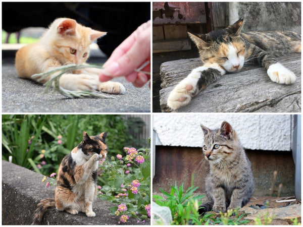 Cats of Ainoshima, Fukuoka, Japan
