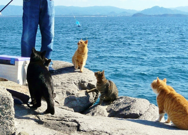 Cats patiently waiting for fish...