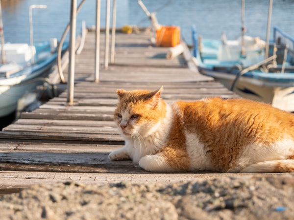 A fat cat by the fishing pier