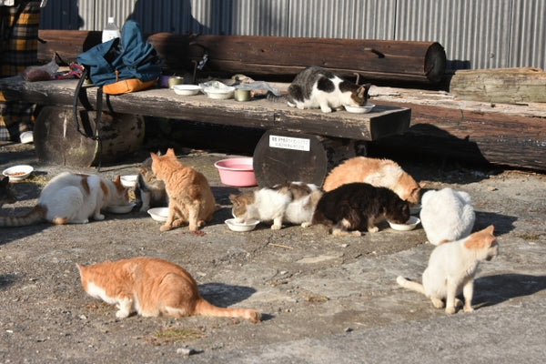 Designated feeding spots for our feline friends in Aoshima