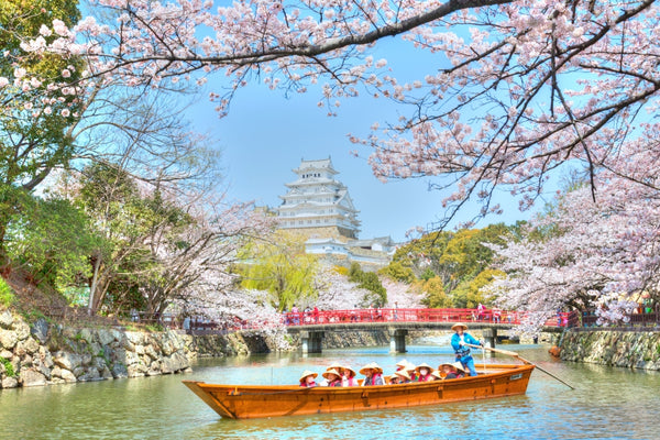 Himeji Castle is a popular spot to view cherry blossoms