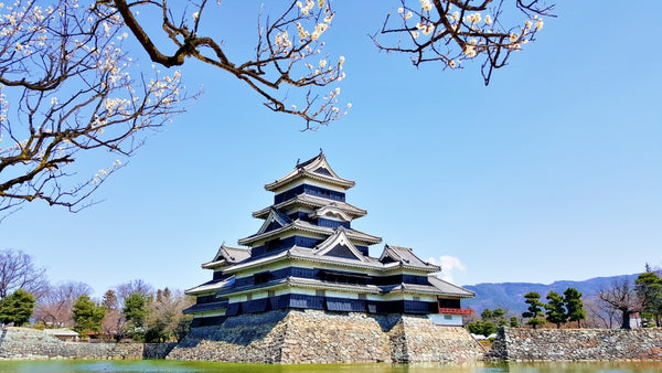 Matsumoto Castle among the cherry blossoms in Spring
