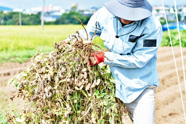 A farmer harvesting peanuts in Chiba