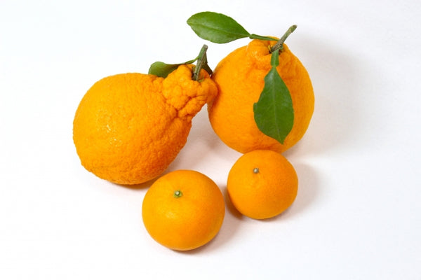 Dekopon, The Sumo Citrus