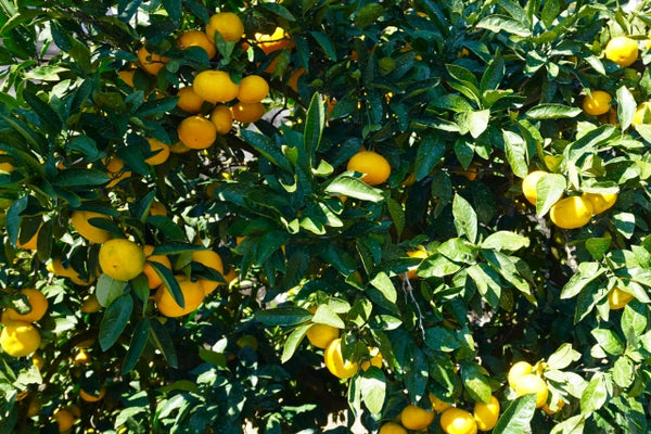 Yuzu ready to be harvested
