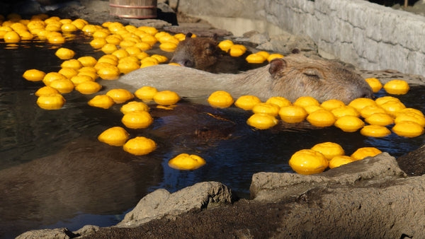 Capybaras in a hot bath filled with yuzu fruit