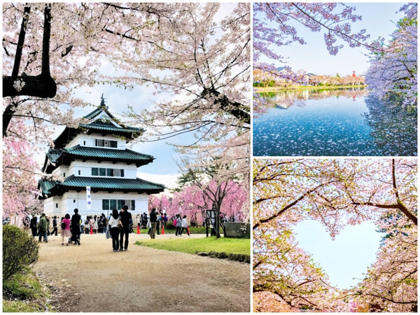 Beautiful cherry blossom trees at Hirosaki Park