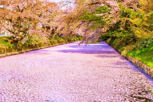 Cherry blossom carpet at Hirosaki Castle’s outer moat