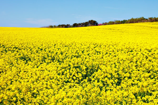 Rapeseed blossoms at the Nanohana Festival in Yokohama.