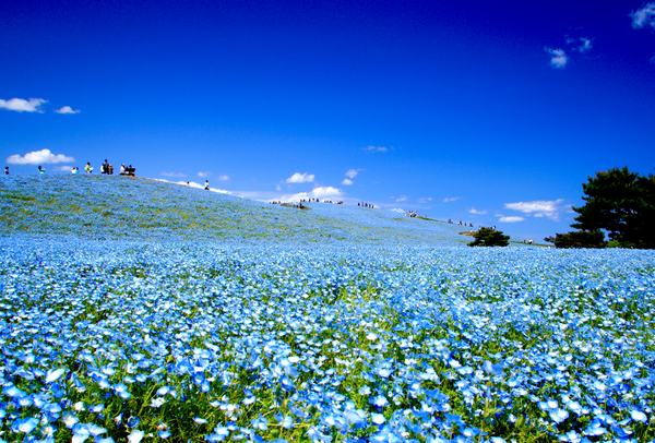 Nemophila at Hitachi Seaside Park in Ibaraki, Japan