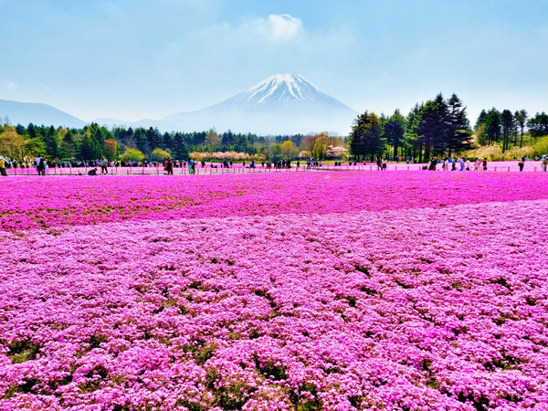 芝櫻和富士山美景