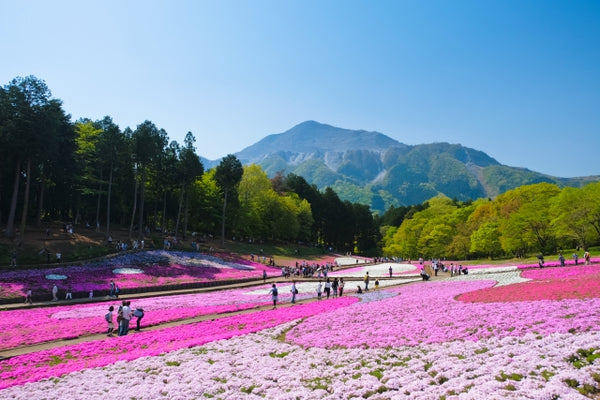 羊山公園芝櫻之丘的芝櫻