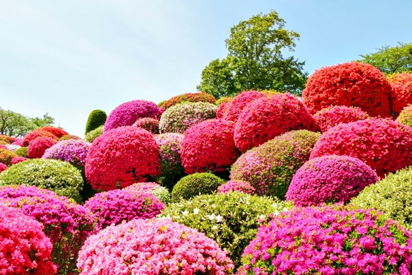 Azalea shrubs in Tsurumine Park