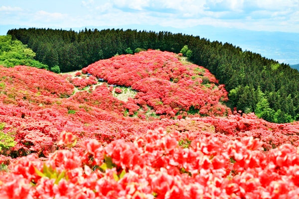 Wild azaleas at Mount Tokusenjo
