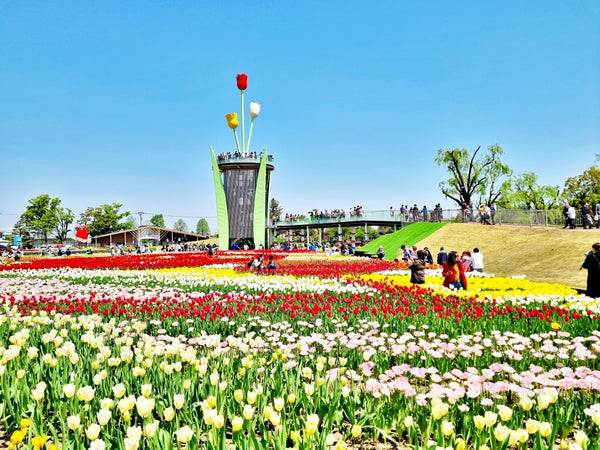 Tulips at the Tonami Tulip Fair