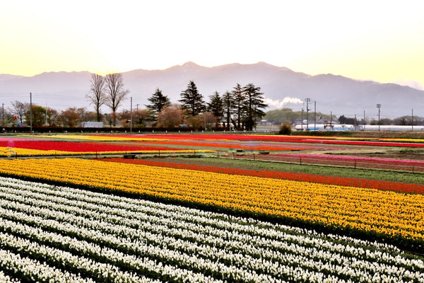 ulip field at the Gosen City Tulip Festival in Niigata