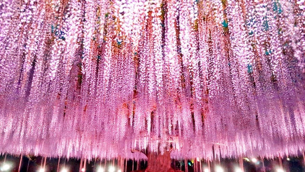 An illuminated wisteria tree is the highlight of Ashikaga Flower Park in Tochigi, Japan