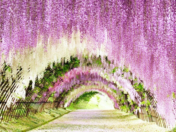 Wisteria tunnel at Kawachi Wisteria Garden in Kyushu