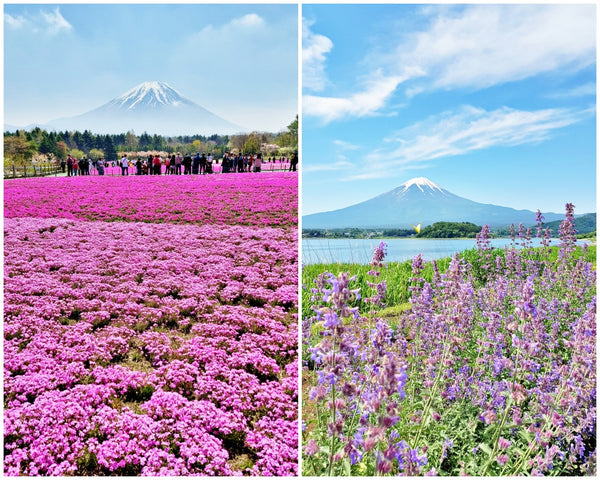 Moss phlox and lavender with a view of Mount Fuji.