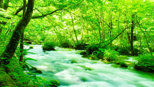 Lush greenery brimming with life at Oirase Stream.