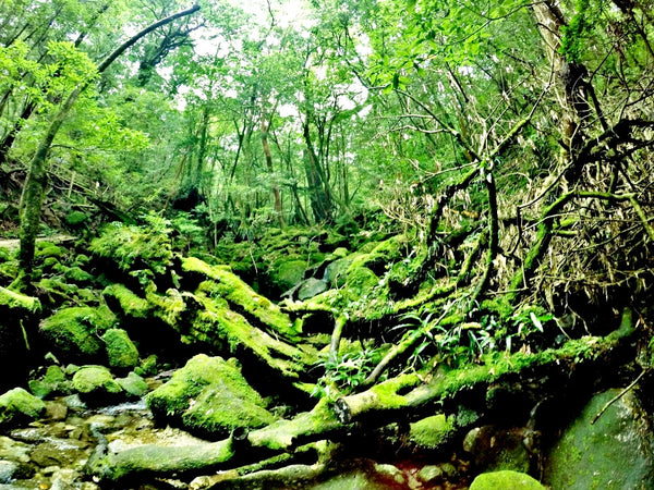Moss-covered paths in Yakushima