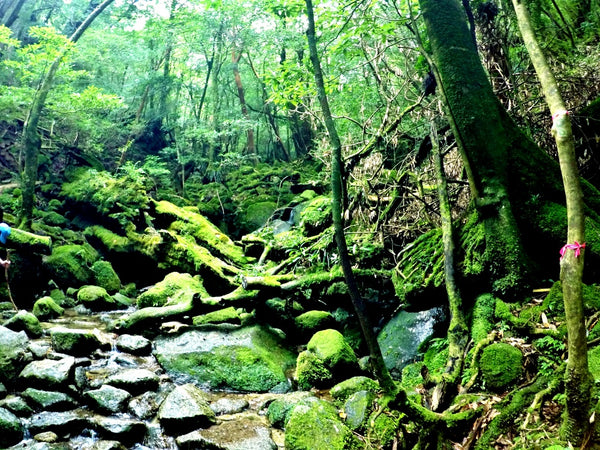 Princess Mononoke? Moss-covered paths in Yakushima