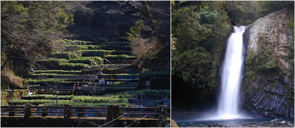 Wasabi fields of Ikadaba and Joren Falls of Izu