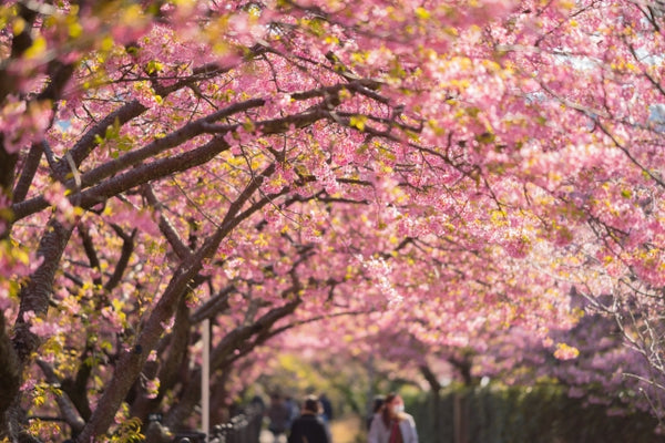 Kawazuzakura Cherry Blossoms