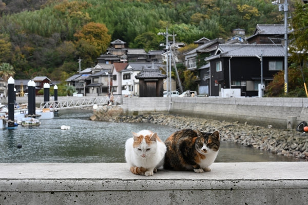 A traditional fishing village with cats