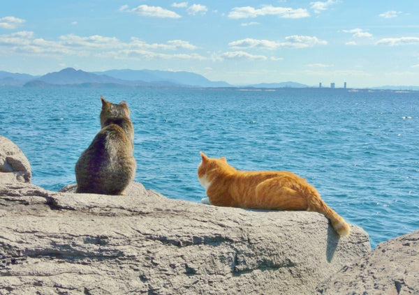 Island cats enjoying the sea view