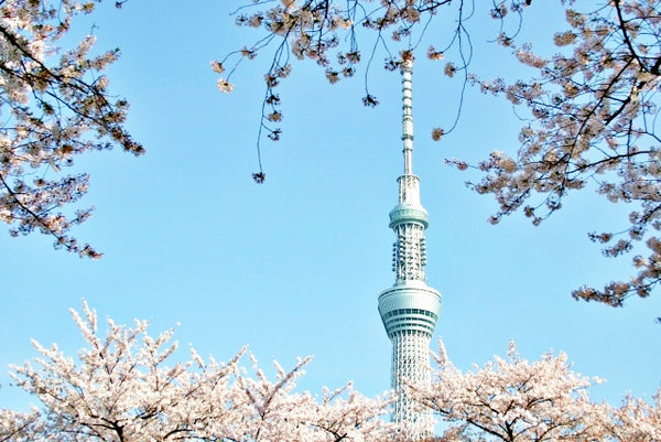 A quintessential Tokyo photo: sakura with Tokyo SkyTree in the background